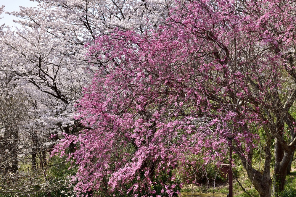 志乎・桜の里古墳公園-桜