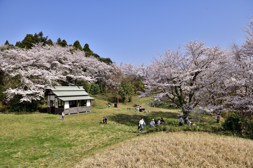 志乎・桜の里古墳公園-桜