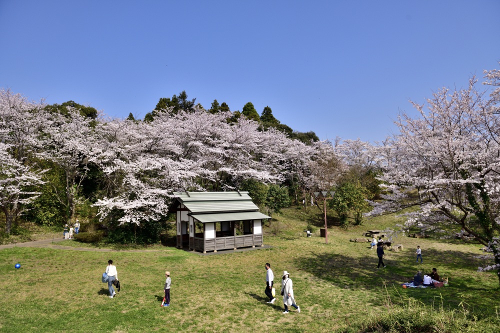 志乎・桜の里古墳公園-桜