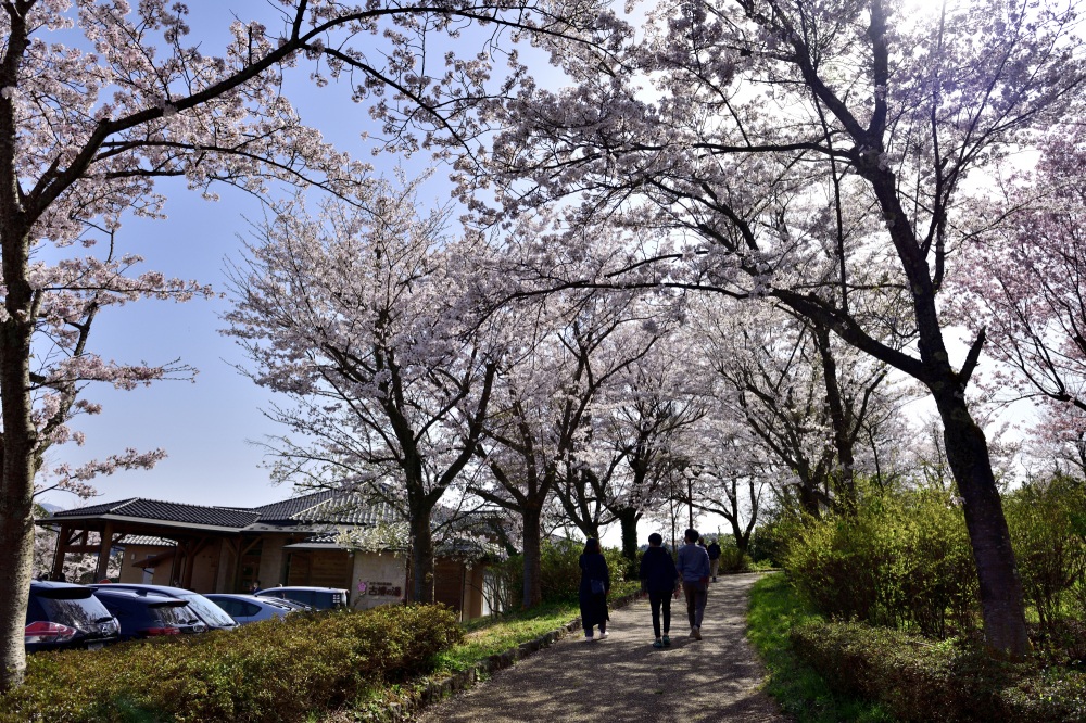 志乎・桜の里古墳公園-桜