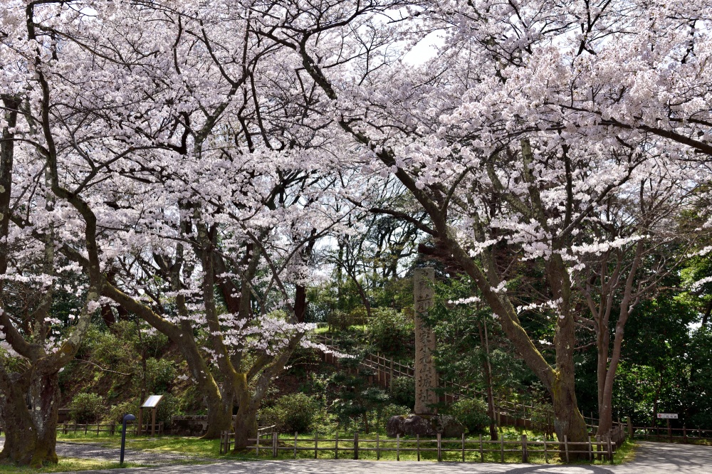 小丸山城址公園-桜
