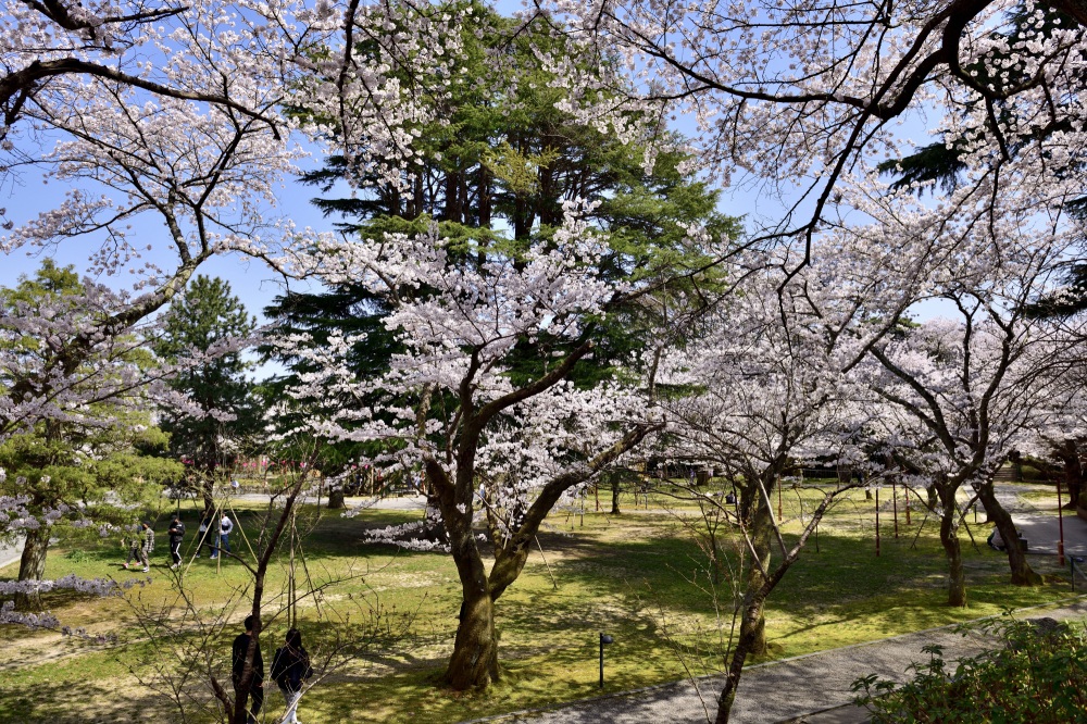 小丸山城址公園-桜