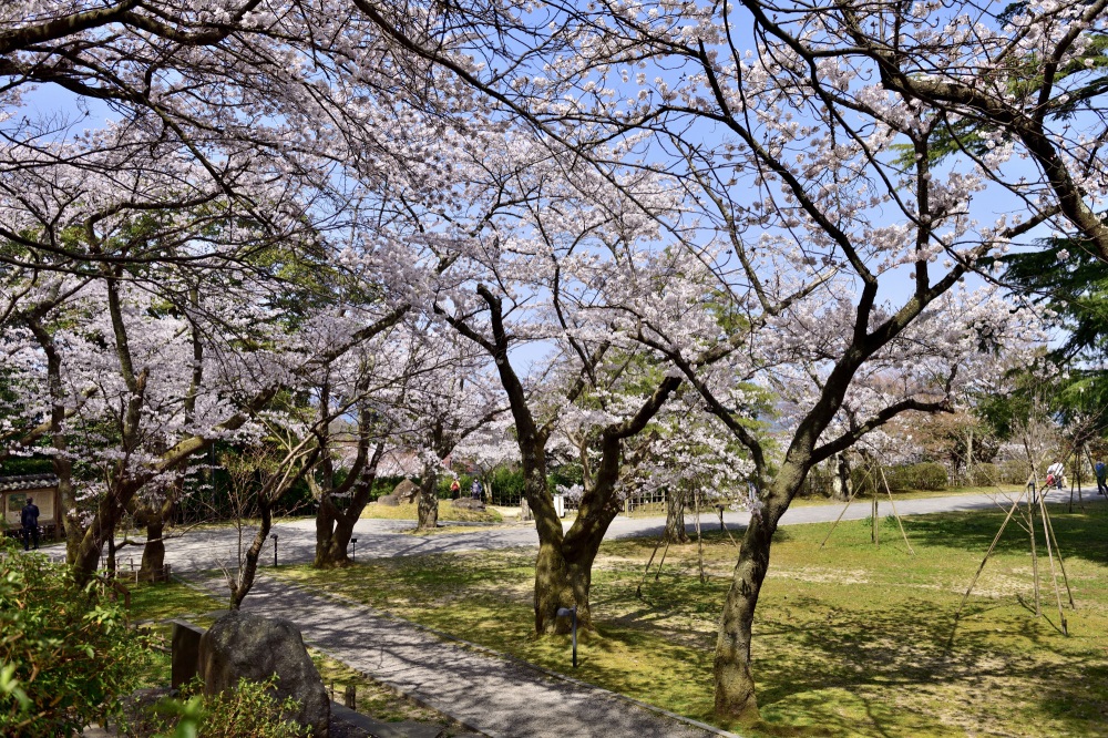 小丸山城址公園-桜