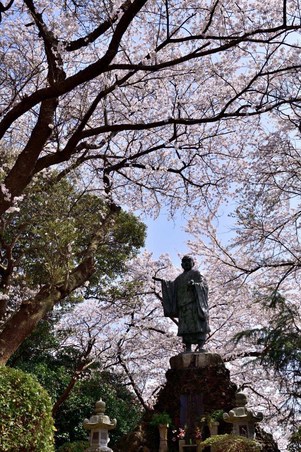 小丸山城址公園-桜