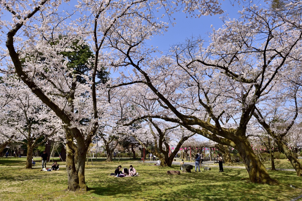 小丸山城址公園-桜