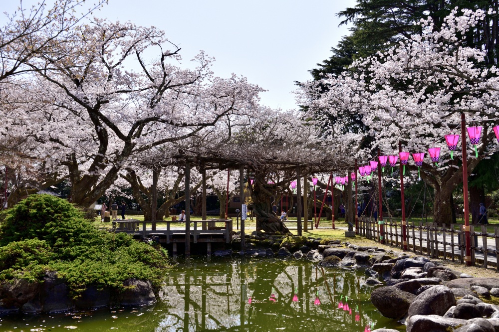 小丸山城址公園-桜