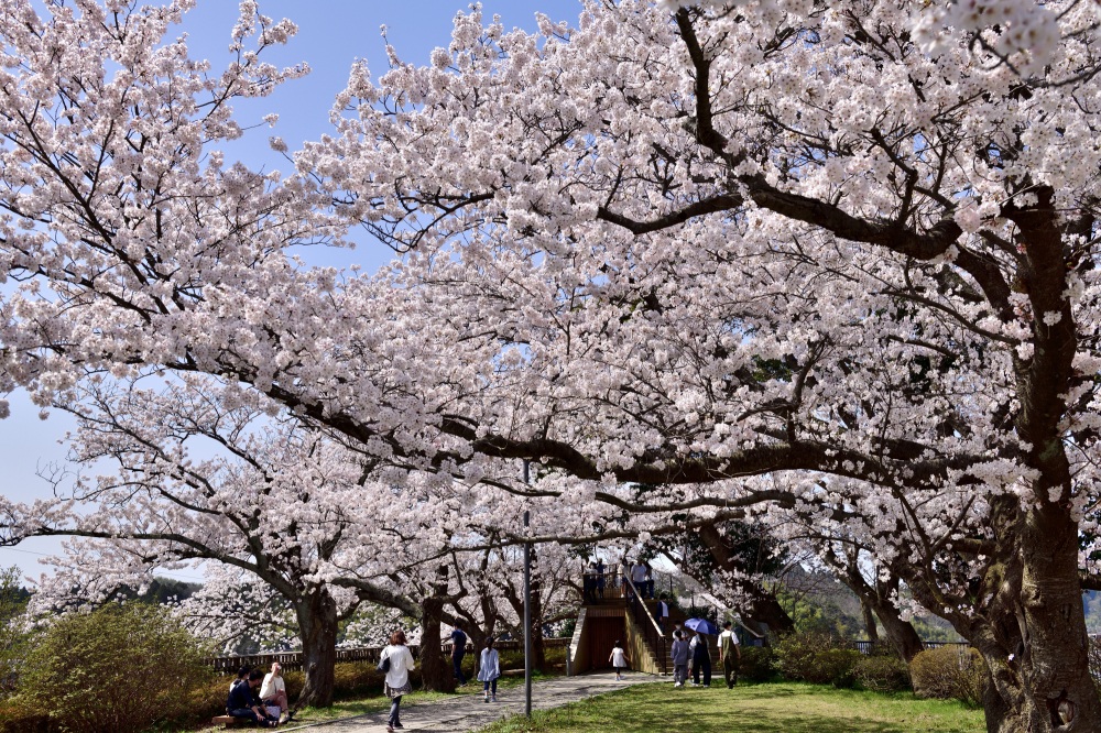 小丸山城址公園-桜