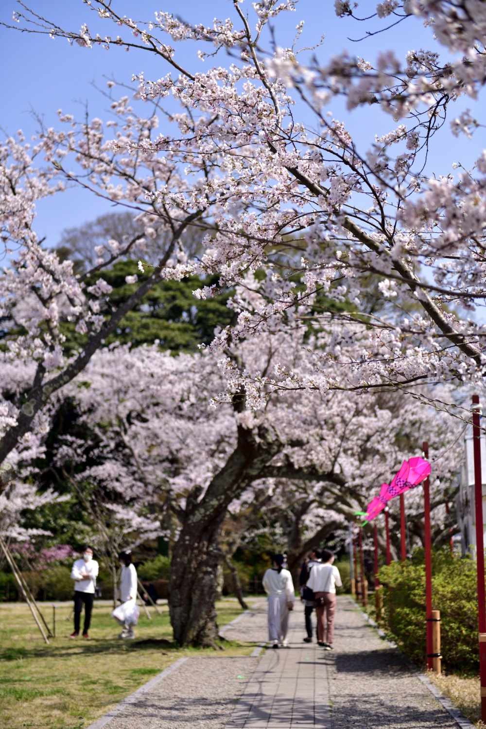 小丸山城址公園-桜