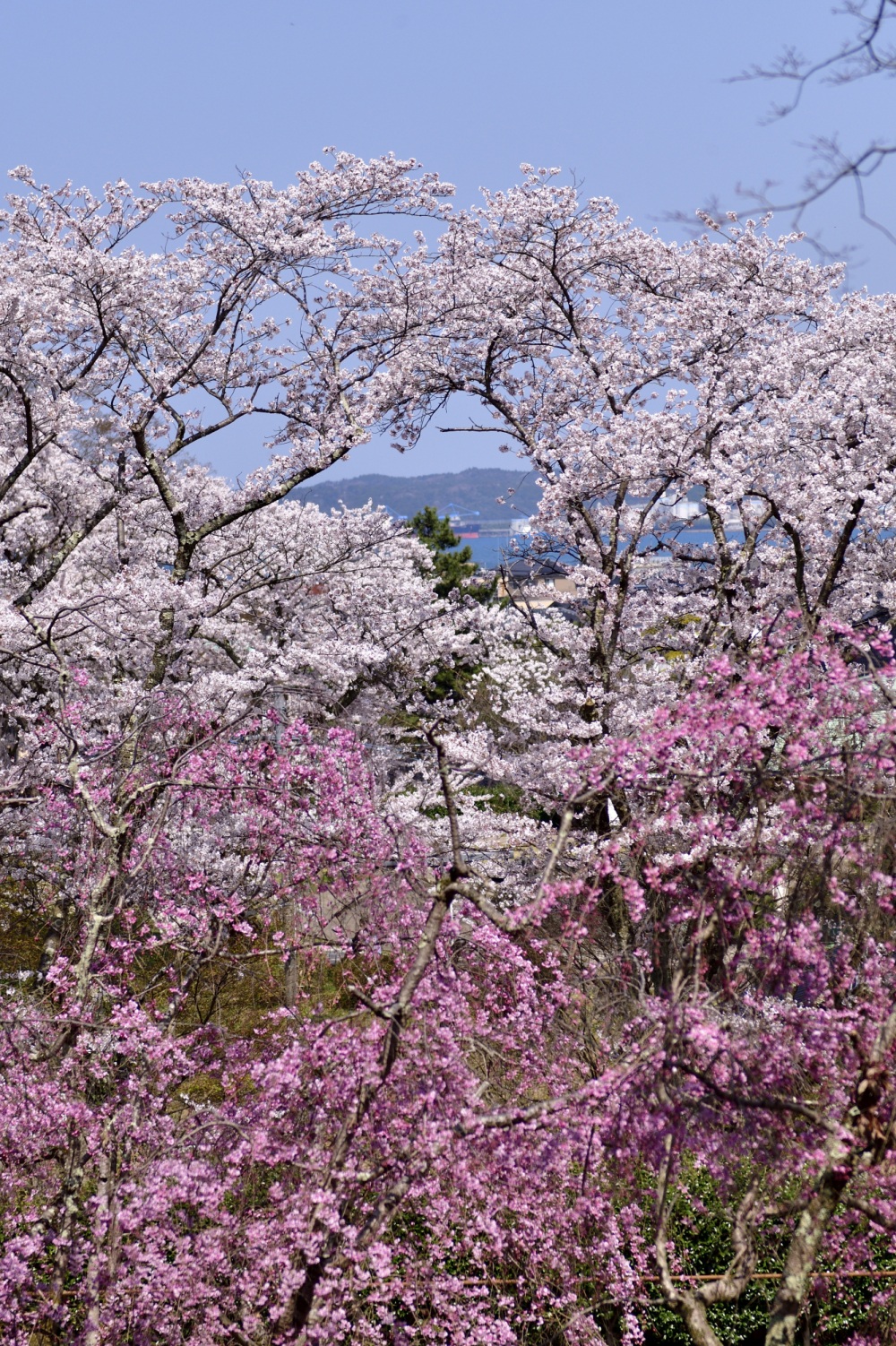 小丸山城址公園-桜