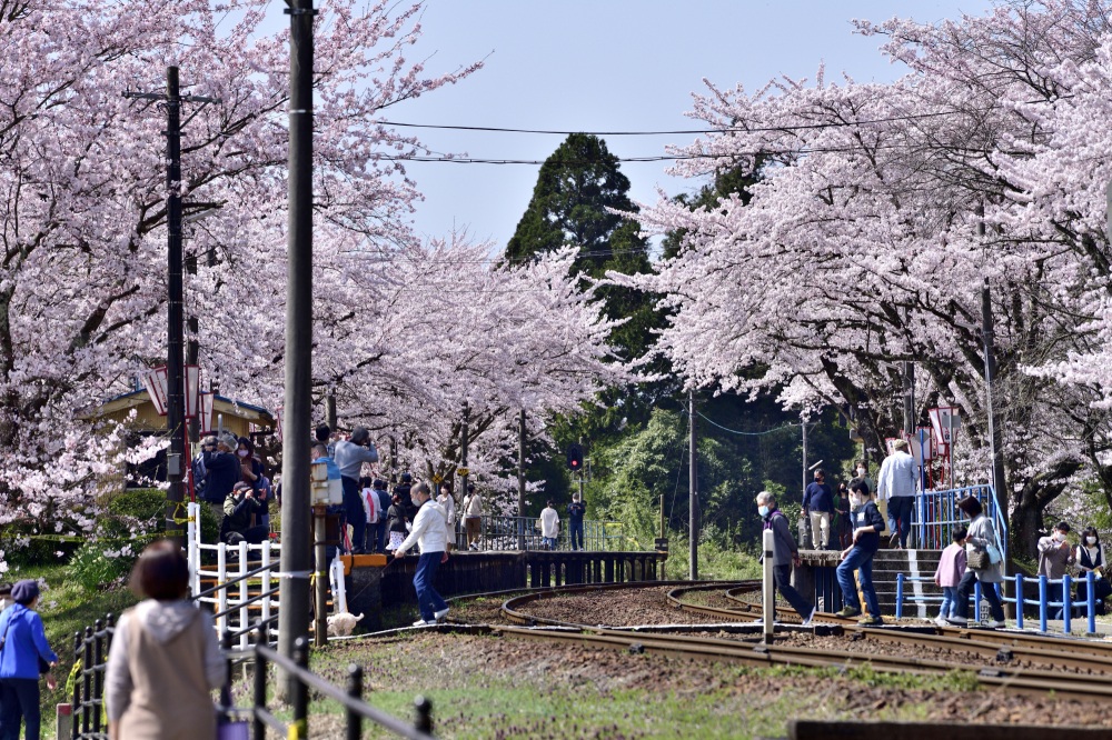 能登さくら駅-桜