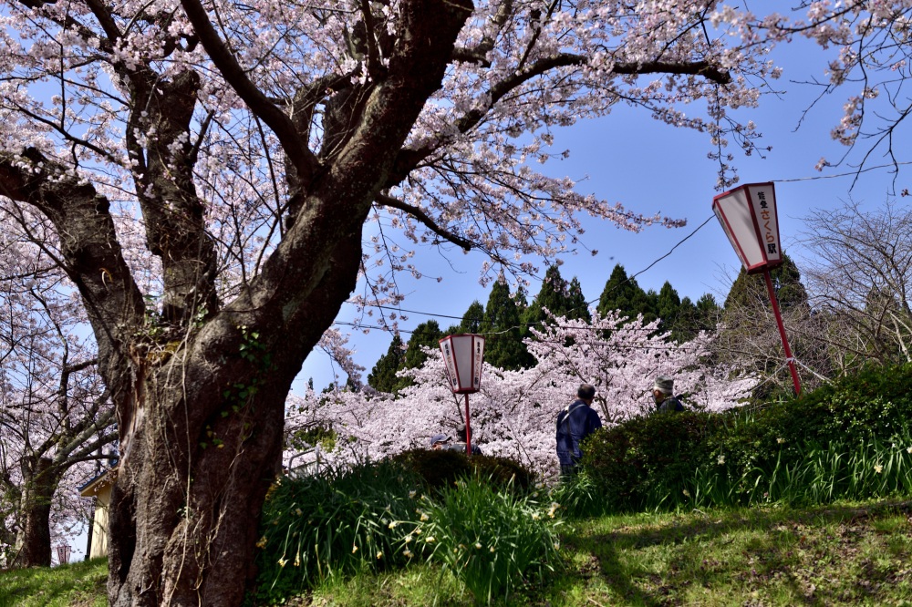 能登さくら駅-桜