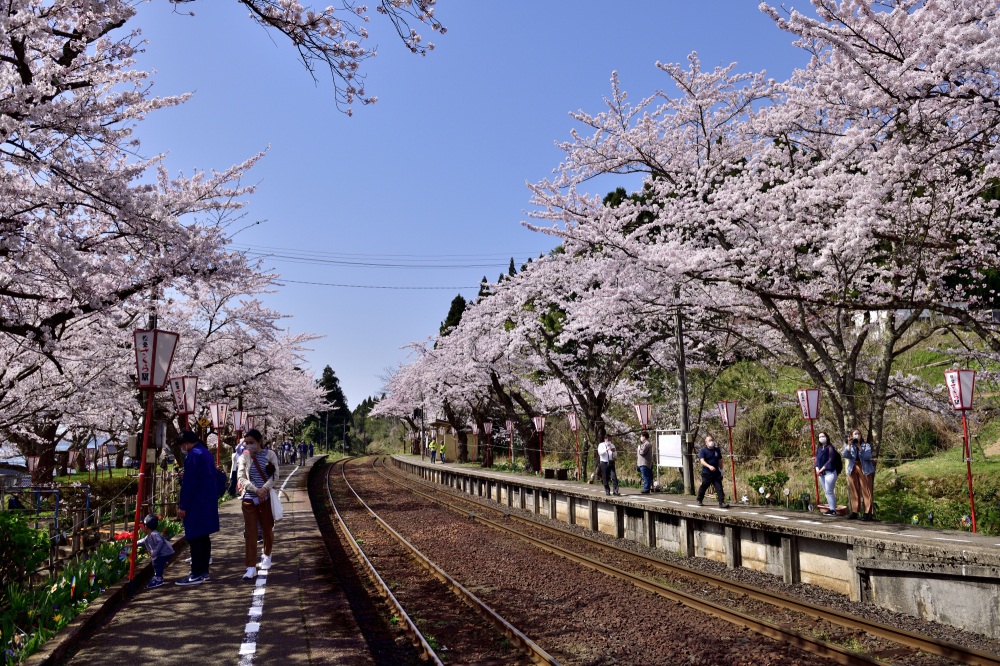 能登さくら駅-桜