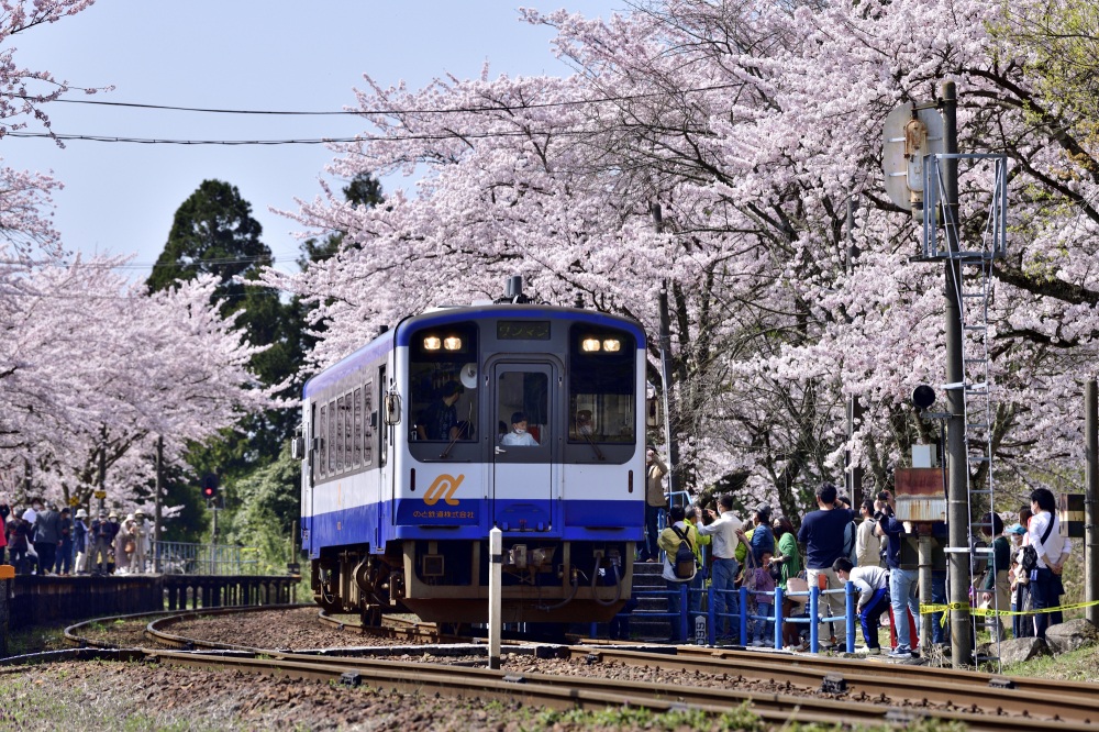 能登さくら駅-桜