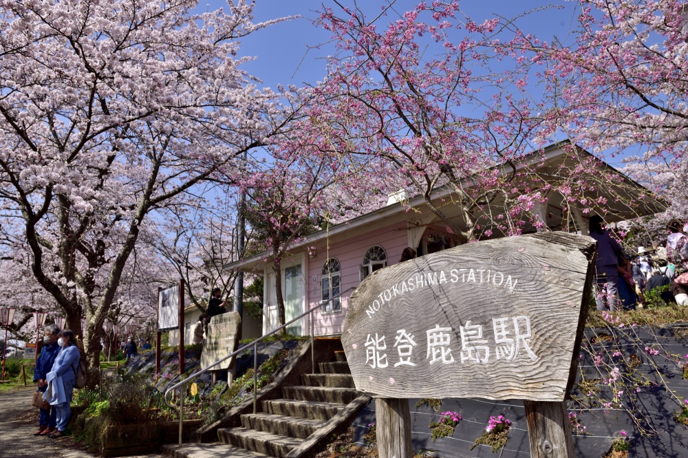 能登さくら駅-桜