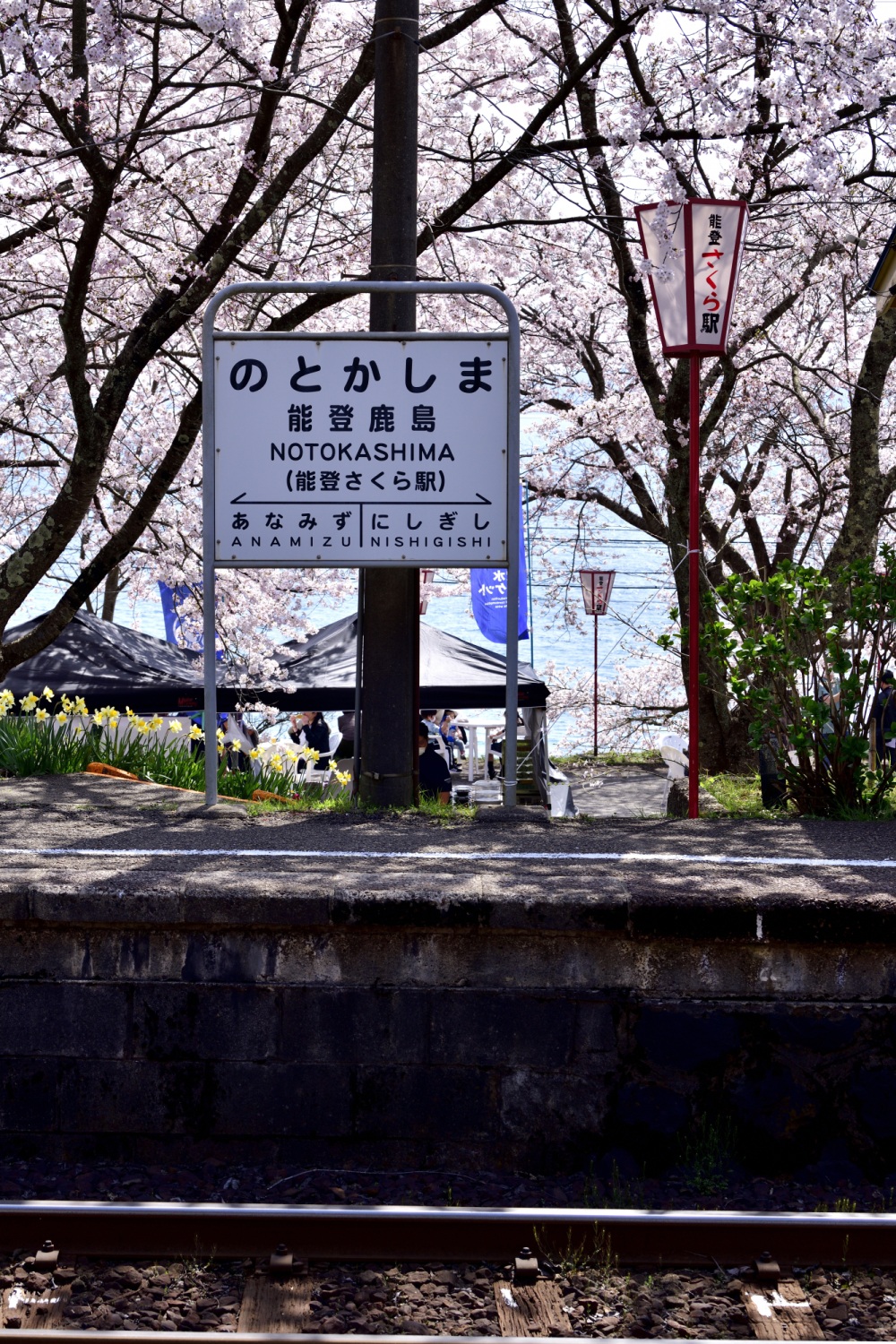 能登さくら駅-桜