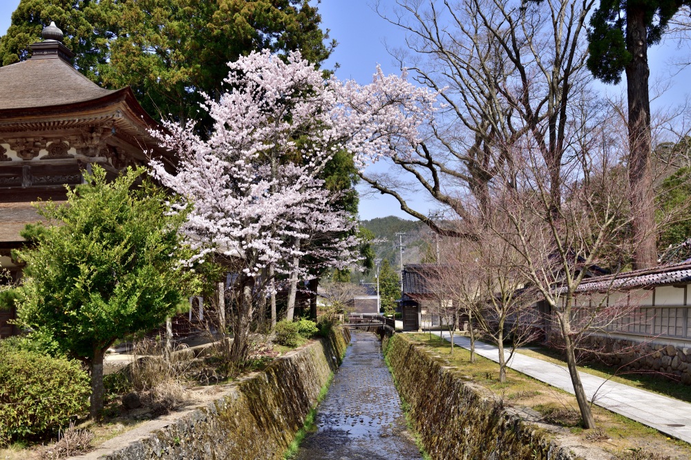 總持寺-桜