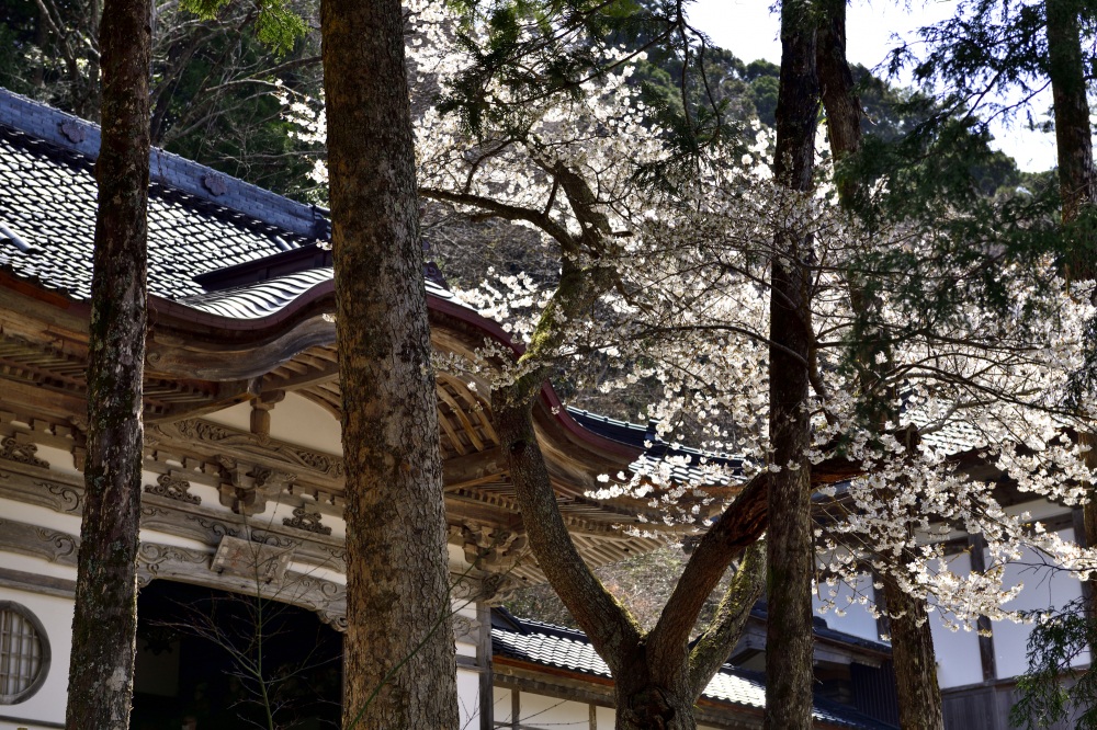 總持寺-桜