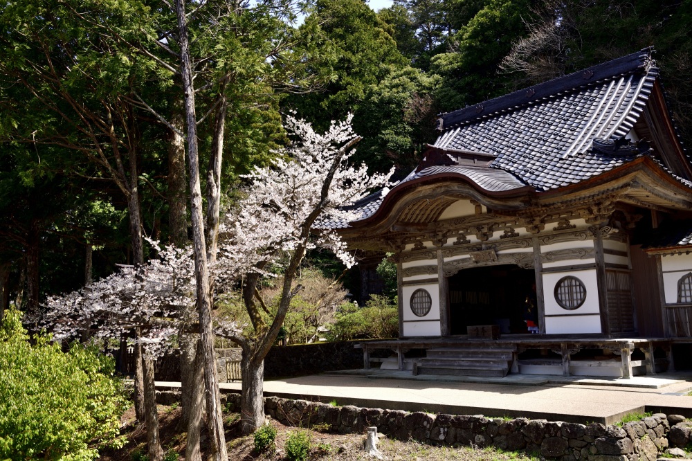 總持寺-桜