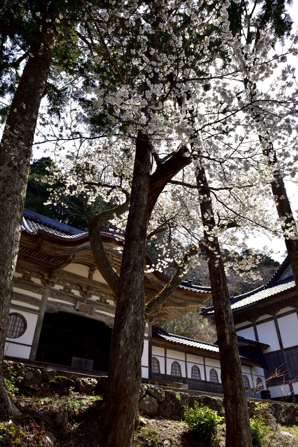 總持寺-桜