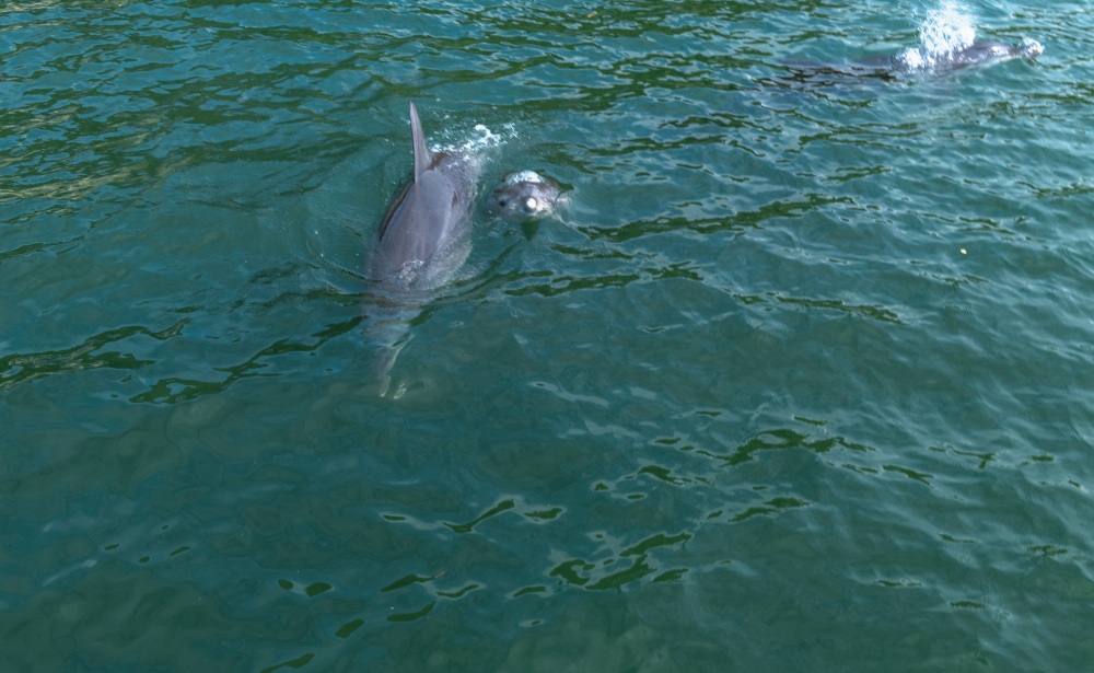 イルカウォッチング