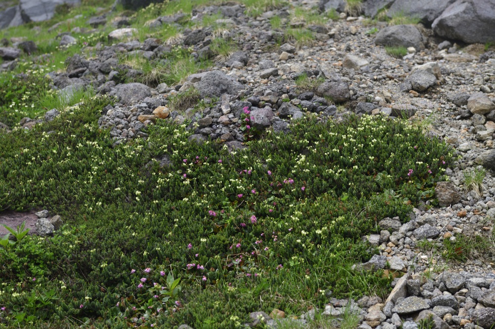 白山-高山植物
