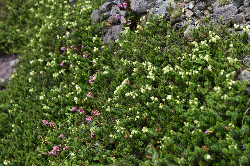 白山-高山植物