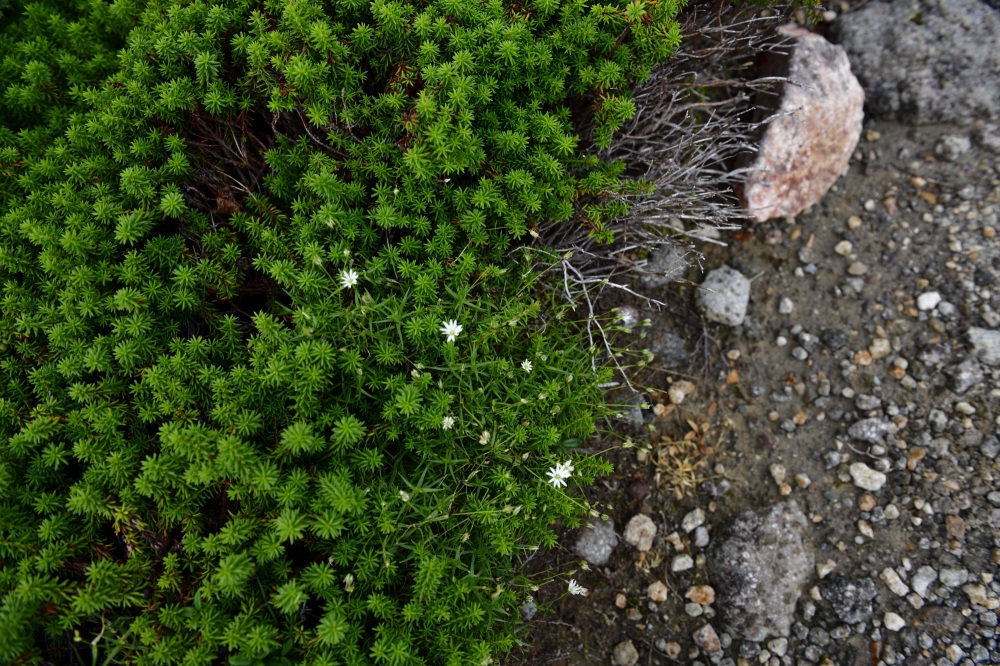 白山-高山植物