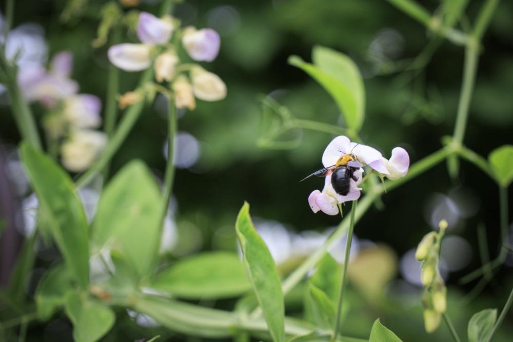 花のミュージアムフローリィ36