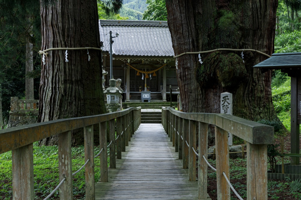 山中温泉_栢野の大杉18