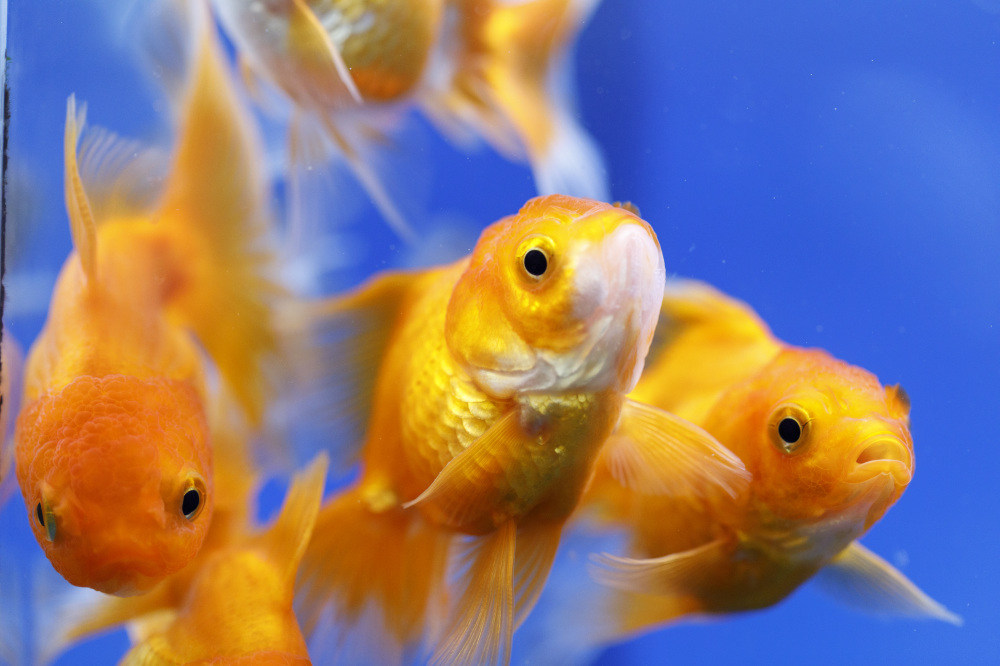 手取フィッシュランド