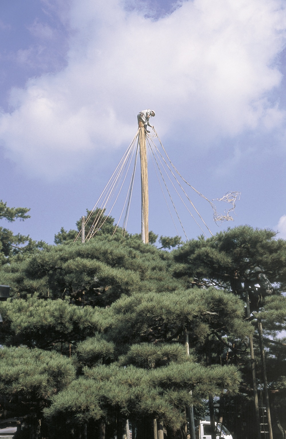 兼六園・雪吊り作業