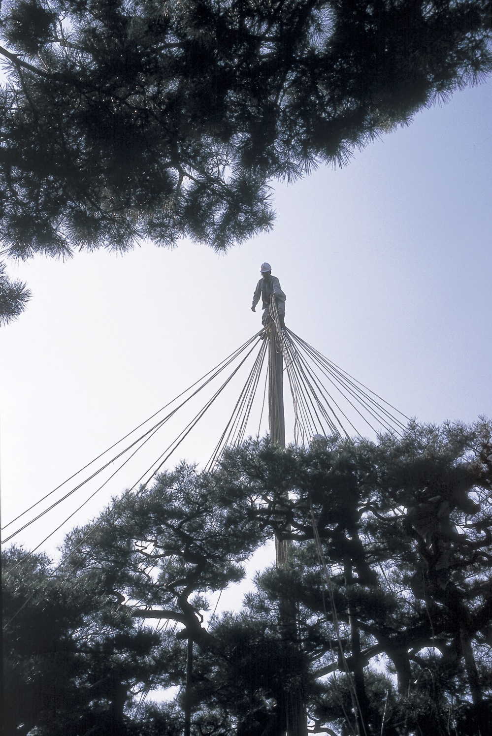 兼六園・雪吊り作業