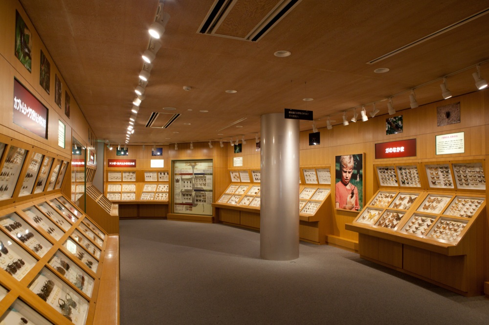 石川県ふれあい昆虫館