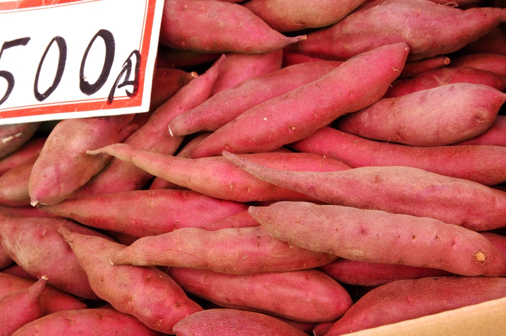 さつまいも（加賀野菜）