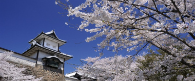 石川県の春を彩る花特集！