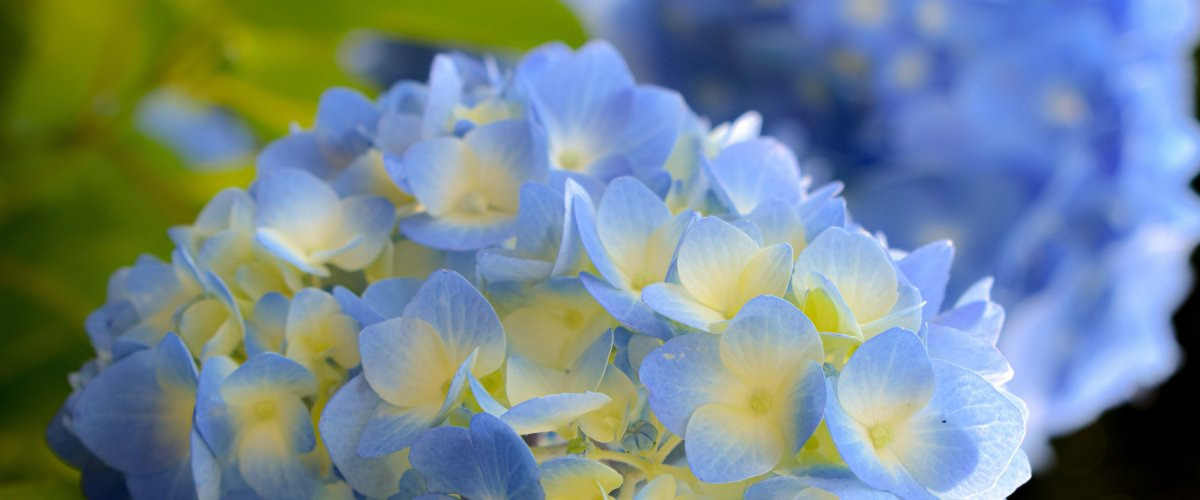 空知川　梅花石　深海松 空知川 梅花石 水石 鑑賞石 盆栽 岩石 鉱物 風物 自然石
