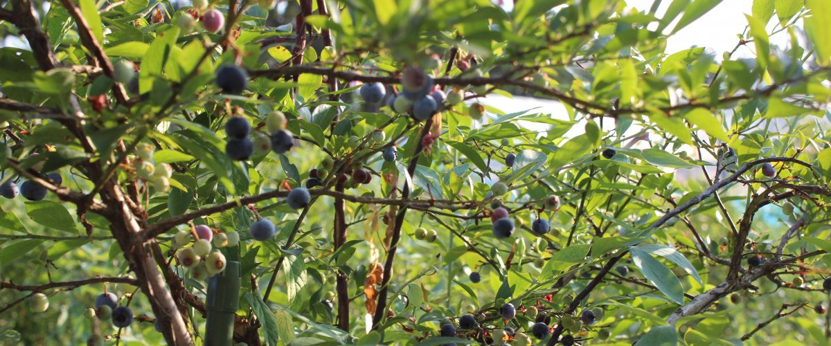 石川県のフルーツ狩り特集！