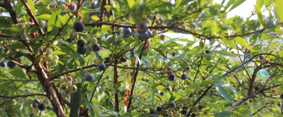 石川県のフルーツ狩り特集！