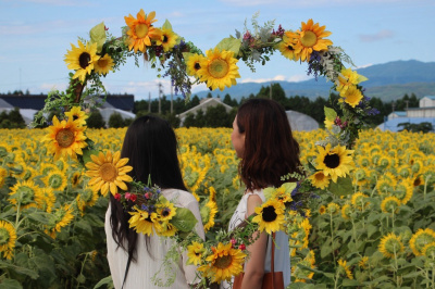 石川県　ひまわりの名所特集！