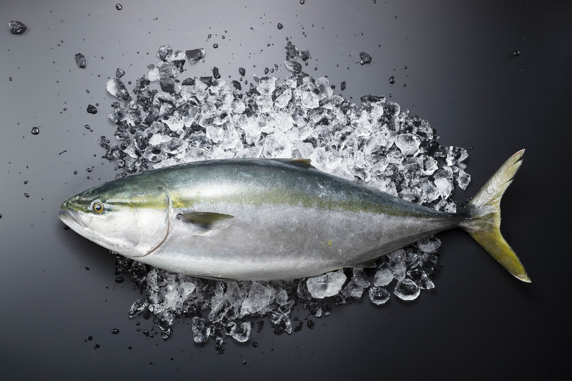 石川県の能登地方（のとちほう）でとれる魚について調べてみよう