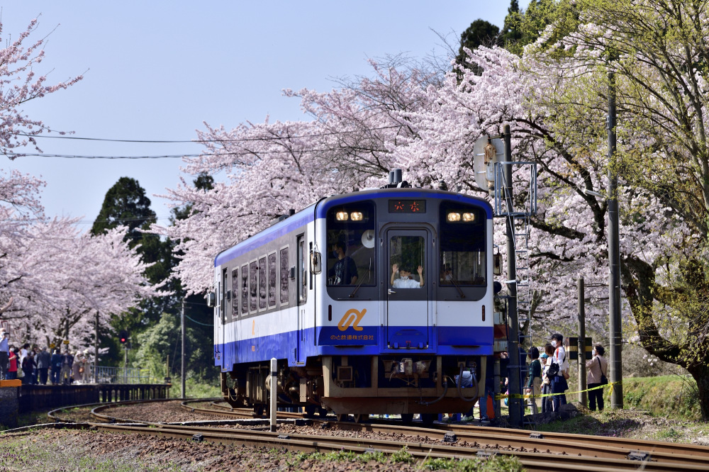 のと鉄道で楽しむ桜特集！