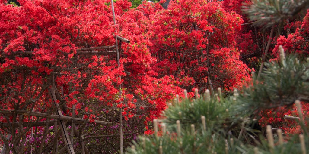 見る人の心に残る！色鮮やかな花と能登の原風景