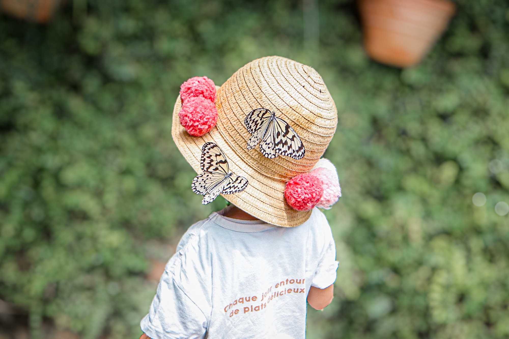 石川県ふれあい昆虫館レポ｜オオゴマダラにビオトープ！ランチは親子に人気カフェへ