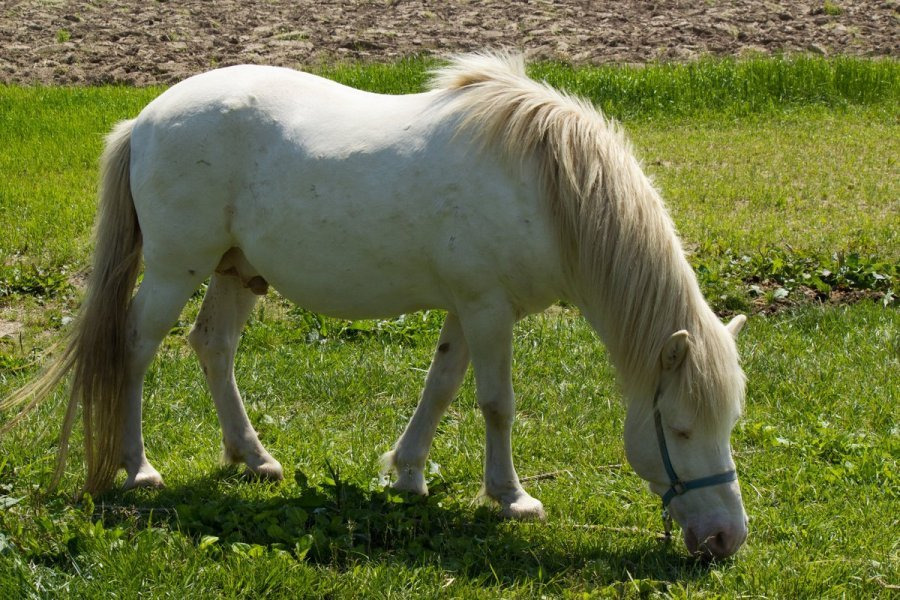 河北潟ホリ牧場 / 夢ミルク館