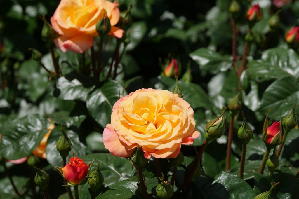 石川県の秋を彩る花特集！