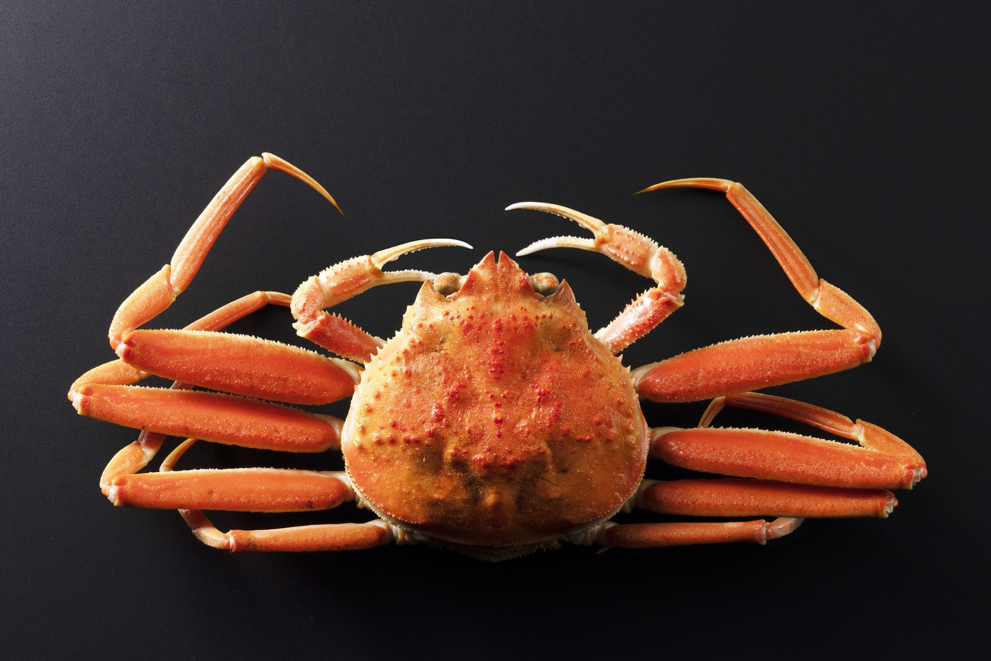 香箱ガニは、雄の加能ガニよりどうして小さいの？