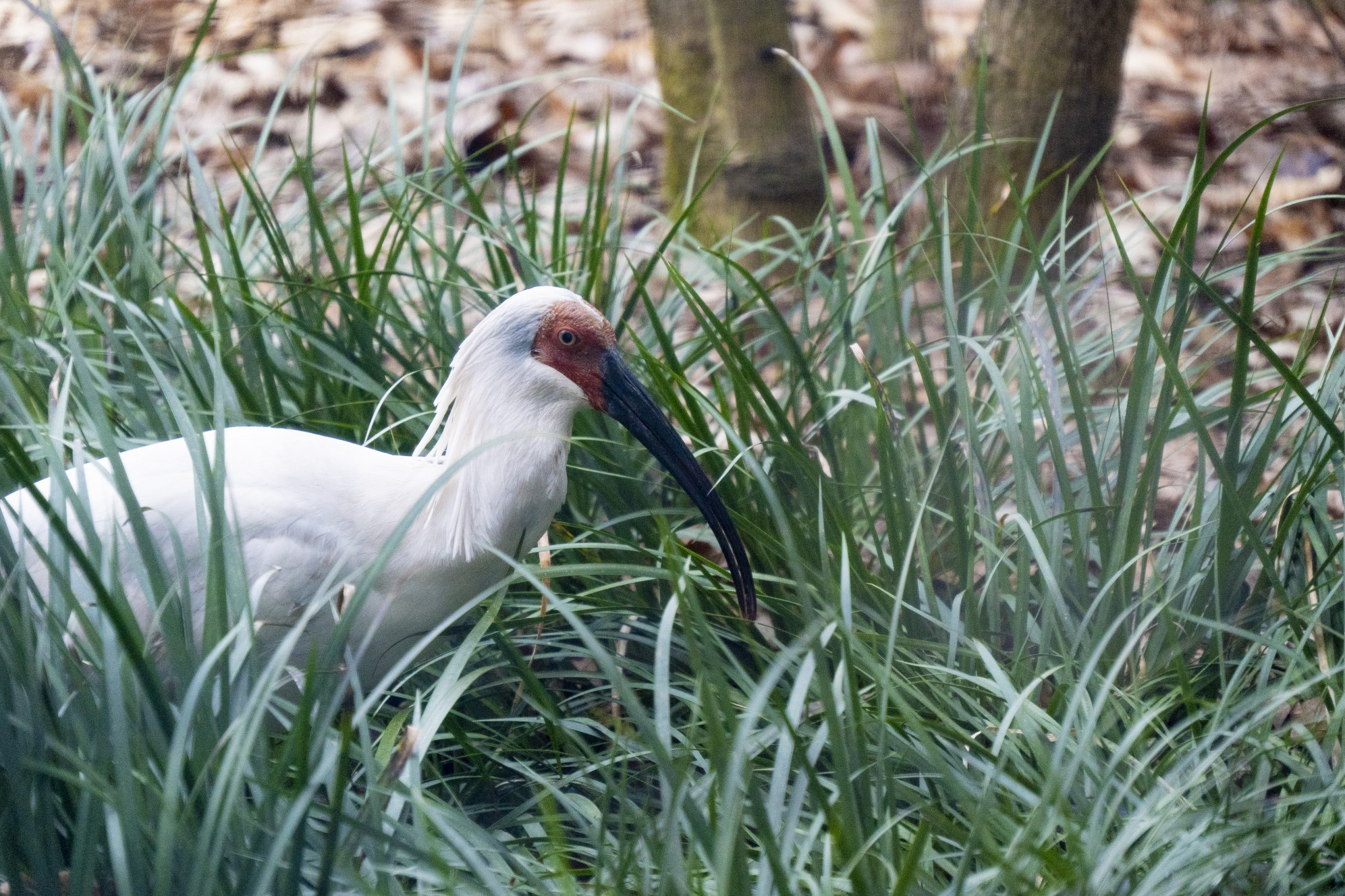 トキ放鳥の準備が進む