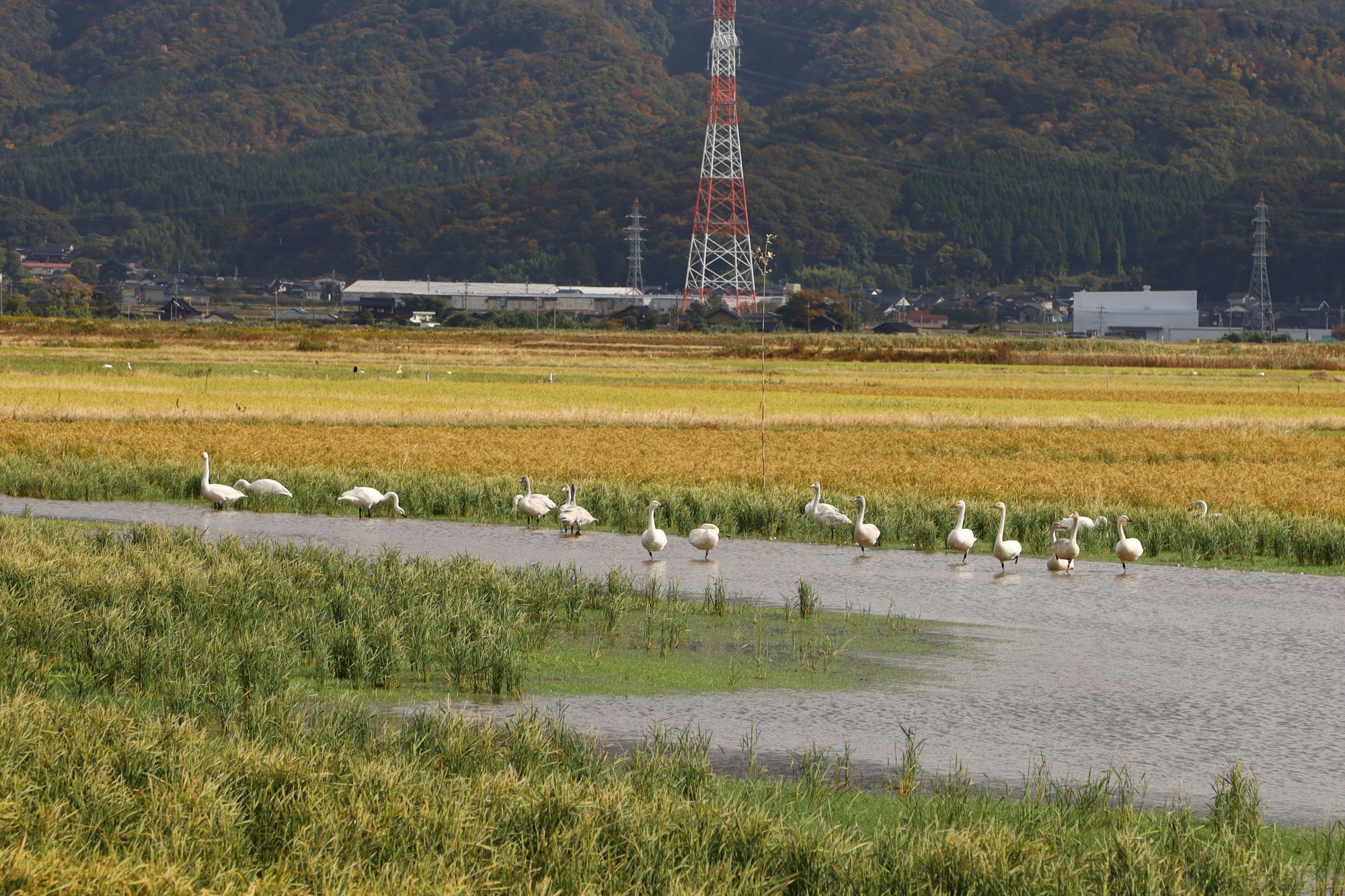 昼間は田んぼで餌を食べる白鳥