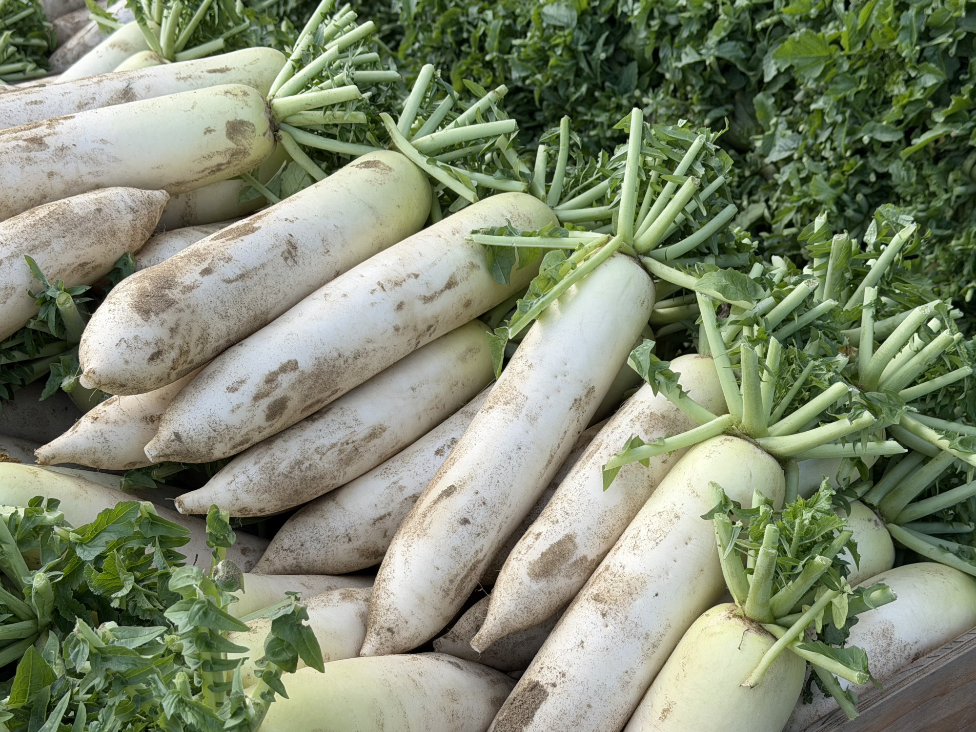 砂丘地で栽培された大根