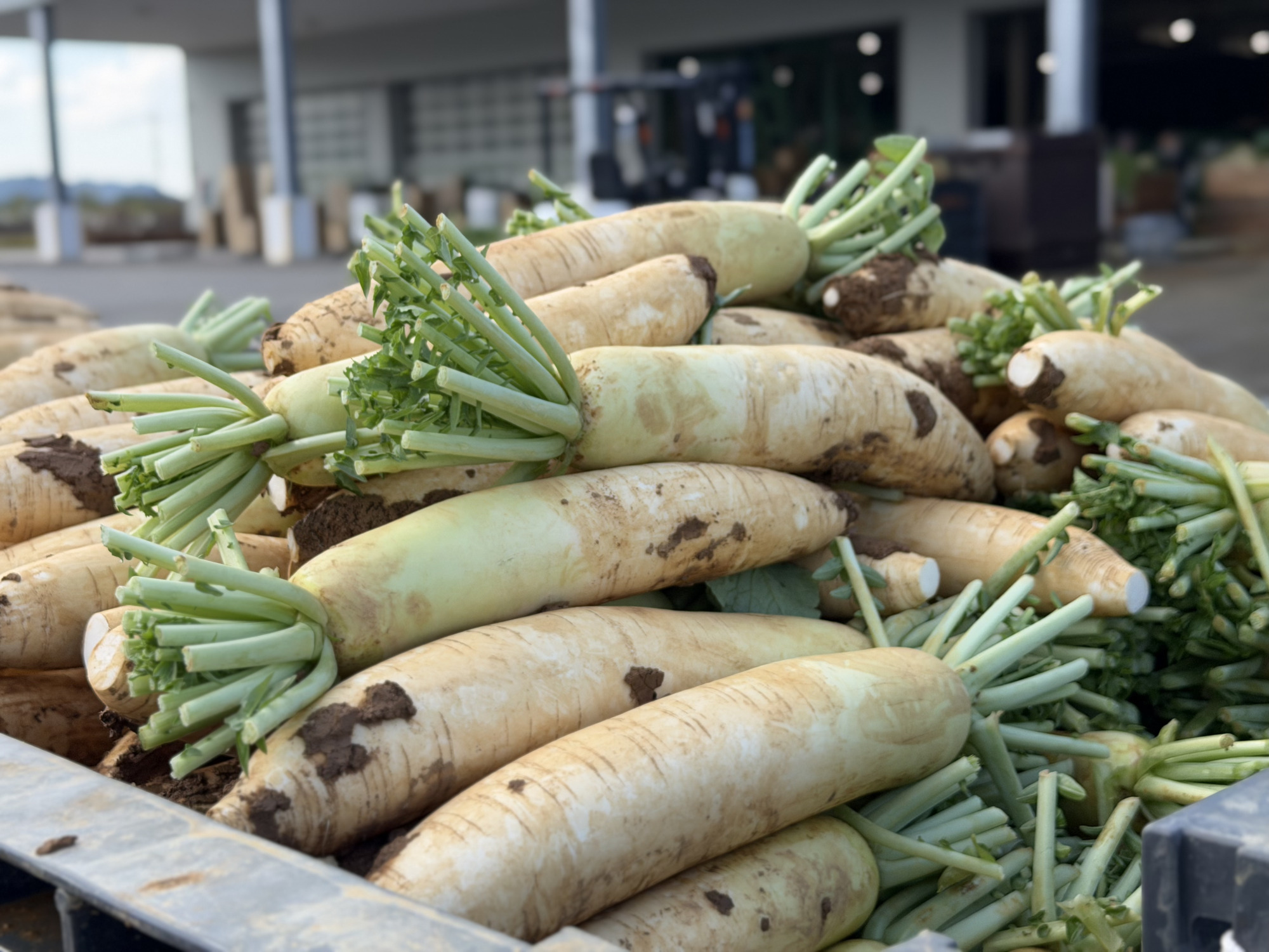 赤土で栽培された大根